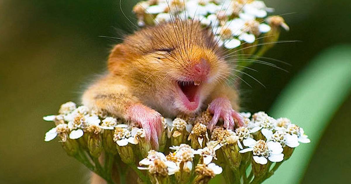 Собака улыбака джек рассел. Смешные белки. Необычные белки. Хорошего дня с животными прикольные. Веселые животные.