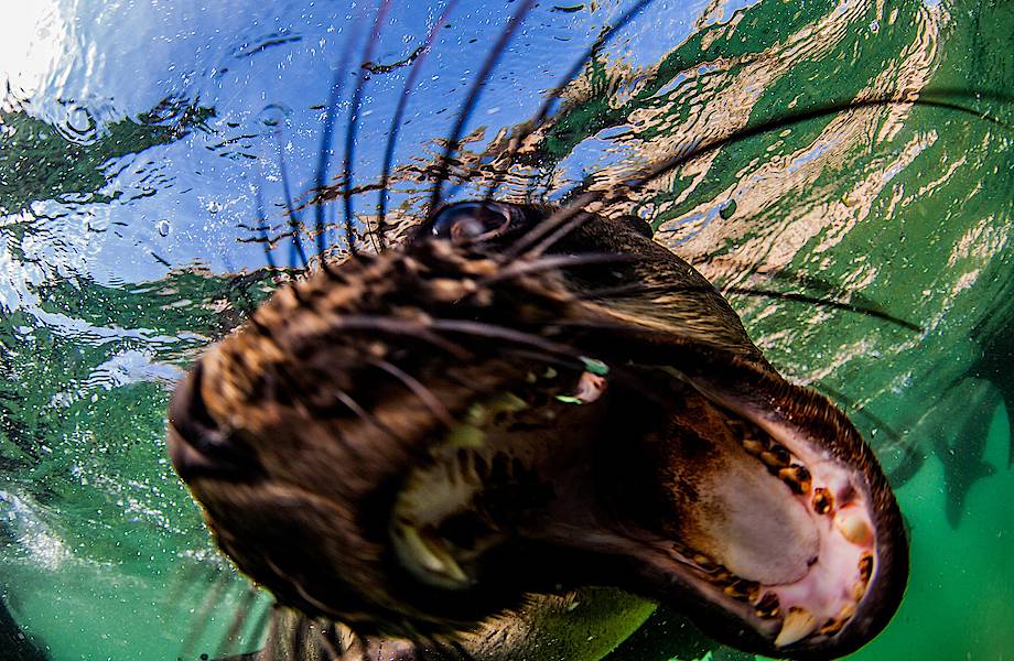 Лицом к лицу с морским котиком: 11 удивительных фото