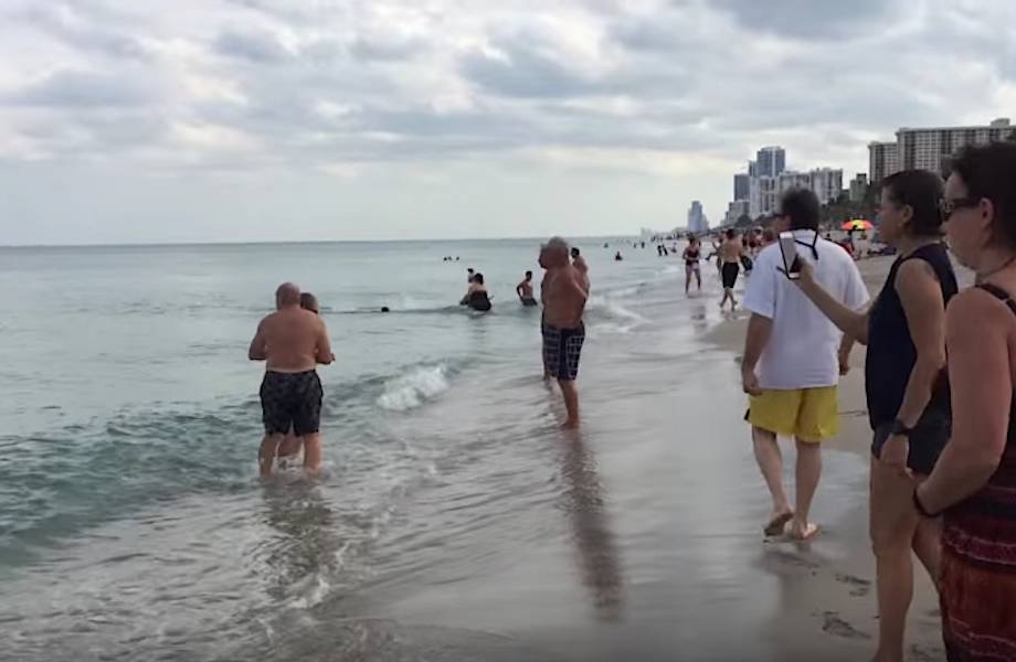 Люди наслаждались плаванием у побережья Флориды, когда в паре метров от них появилась акула...