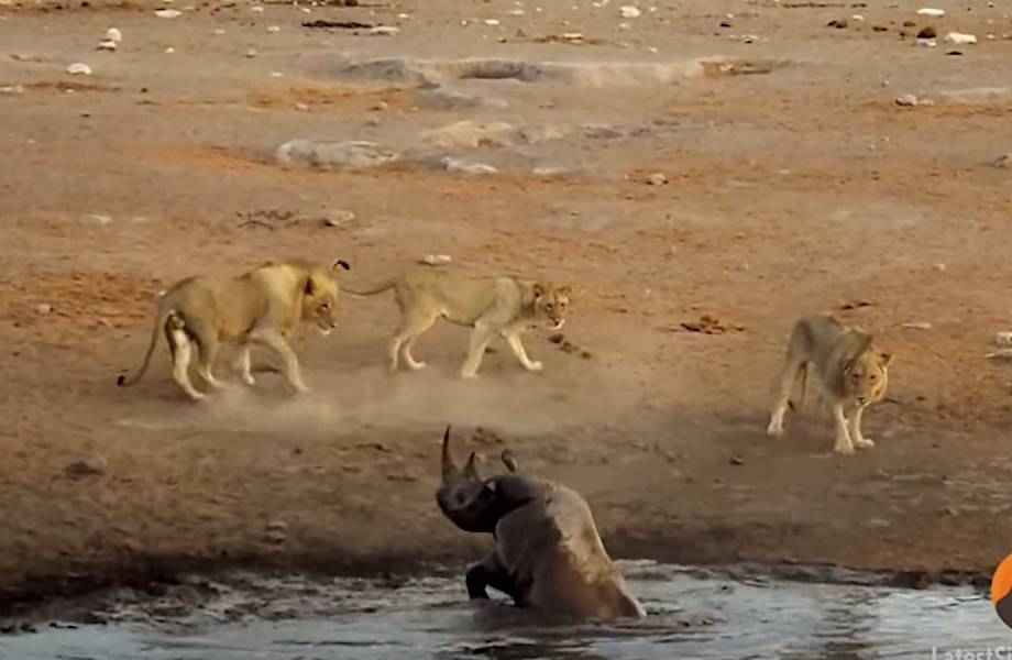 Львы посчитали застрявшего носорога легкой добычей, но все обернулось не так, как они ожидали!