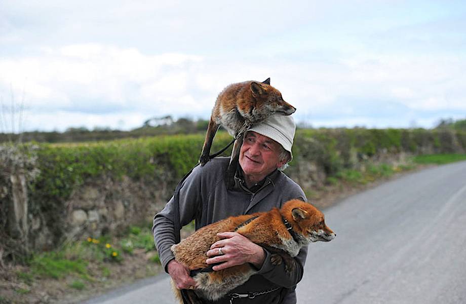 Мужчина спас этих лисиц, и теперь они не отходят от него