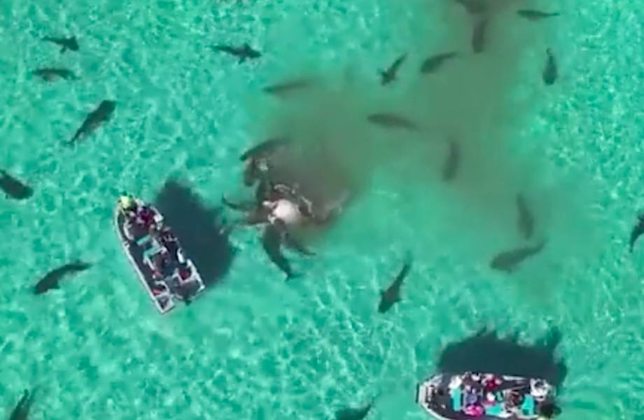 Сеть всколыхнуло видео о том, как 70 акул разрывают мертвого кита