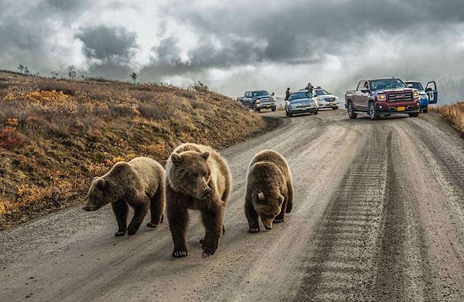 18 незабываемых и экспрессивных снимков дикой природы от National Geographic