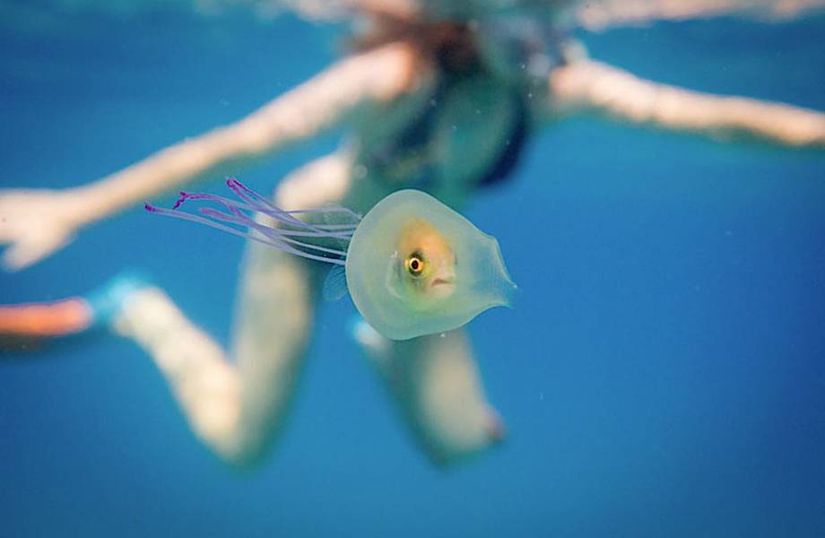 Парню удалось сделать феноменальный снимок: рыба внутри медузы