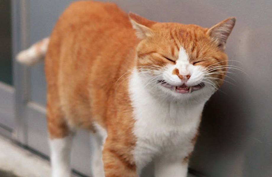 10 забавных снимков уличных котов Токио от японского фотографа
