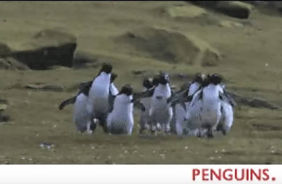 Пингвины всей толпой гоняются за бабочкой! Необычайно смешно! 