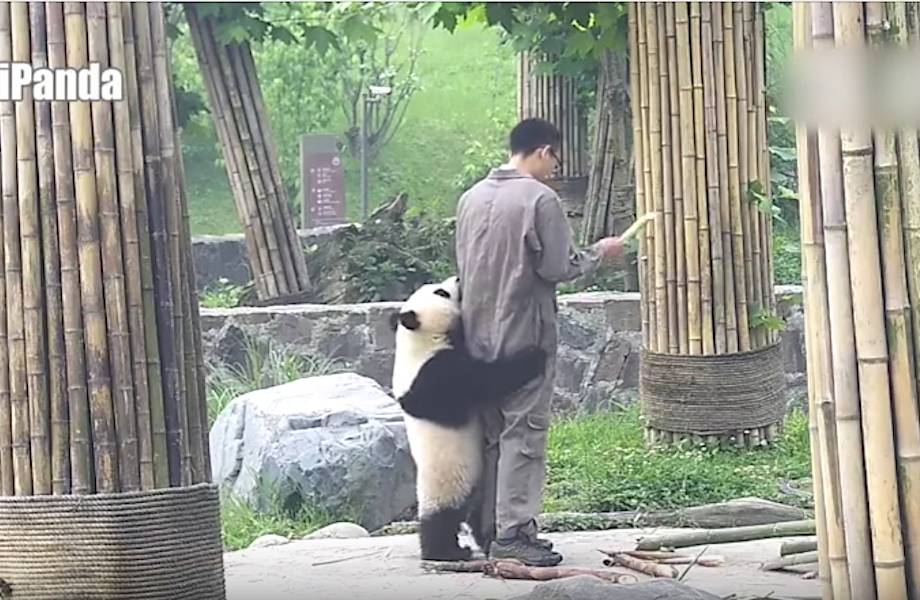 Смешная панда всеми способами пытается добиться своего и не дает смотрителю уйти!