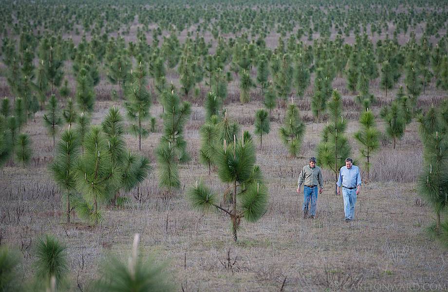 МС Дэвис — человек, который высадил 8 миллионов деревьев во Флориде, США