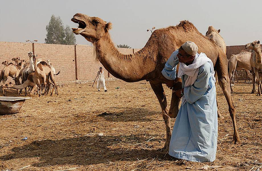 27 душераздирающих снимков с самого большого рынка верблюдов в Африке