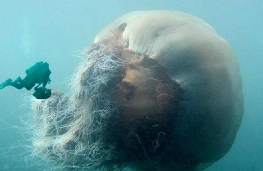 15 жутких морских фото, после которых не захочется плескаться в воде