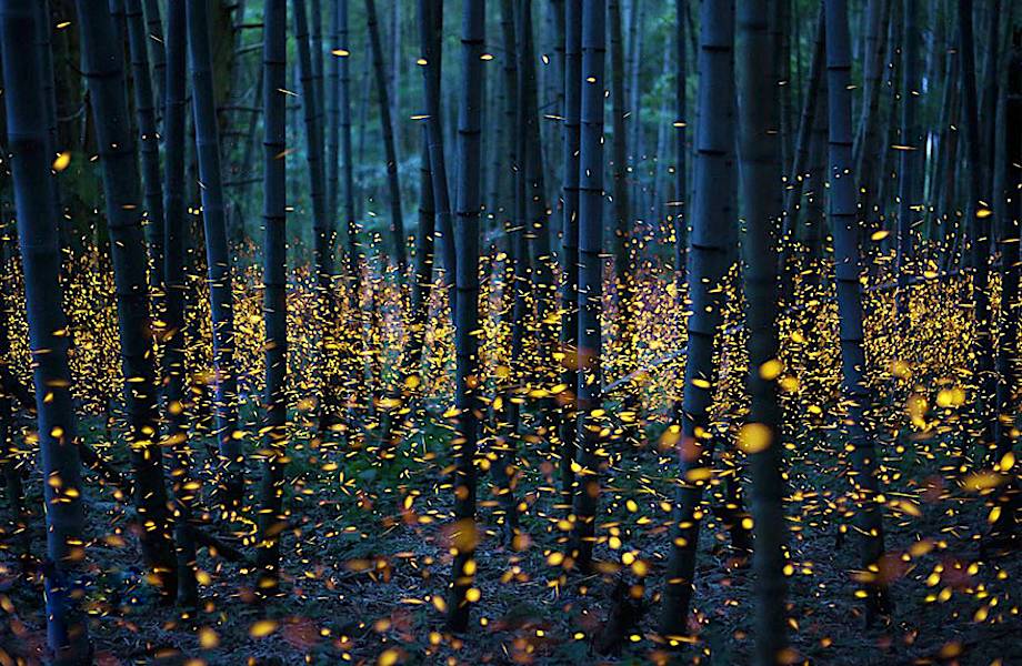 10 нереально прекрасных снимков светлячков в летней Японии 