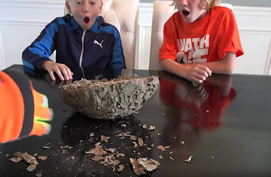 Что будет, если разрезать гнездо шершней?