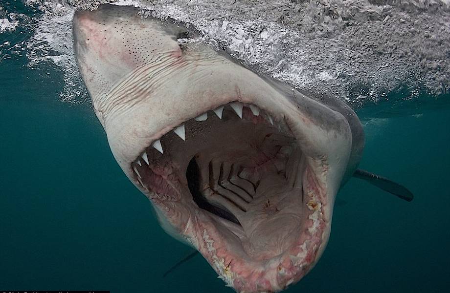 Американский фотограф сделал фото белых акул, от которых стынет кровь