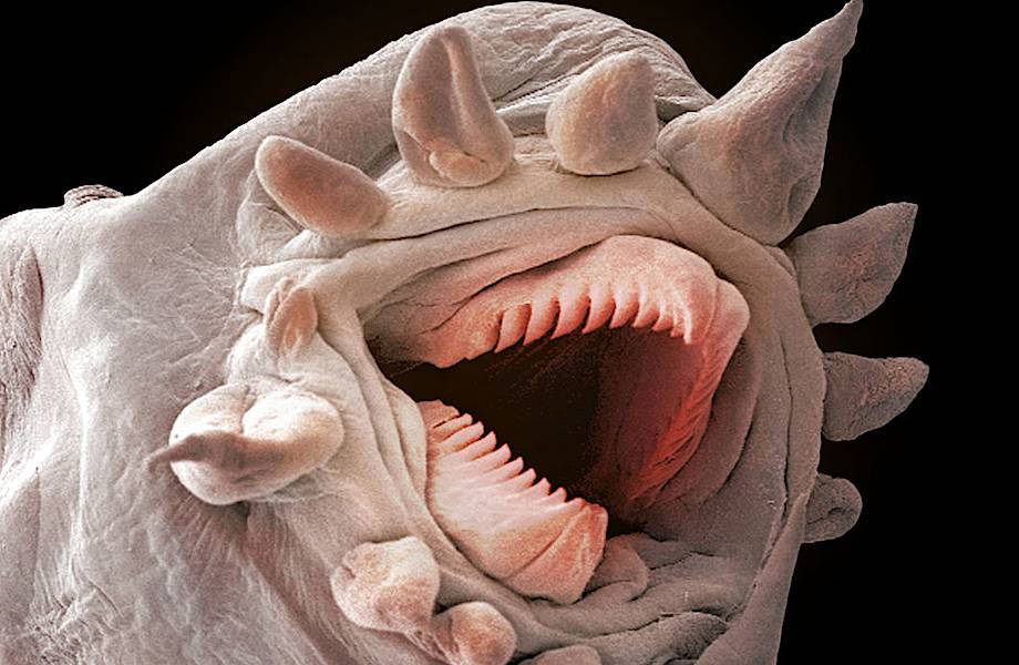 Микробы страшные фото