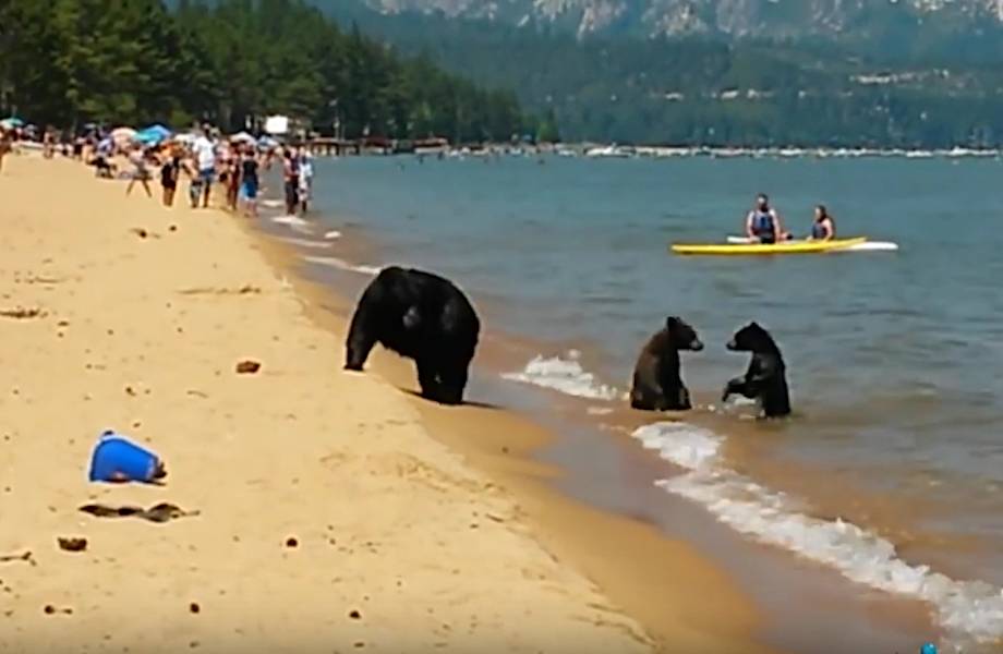 Медведица привела своих малышей искупаться на людный пляж!