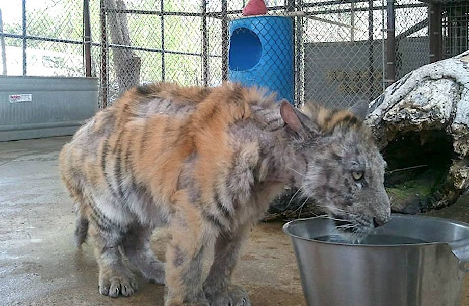 Когда этого тигренка нашли в цирке, он весил 1/4 своего нормального веса...