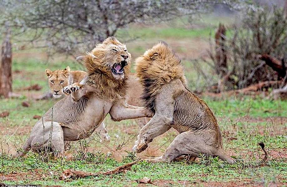16 ярких фото драматической схватки двух львов из-за самки
