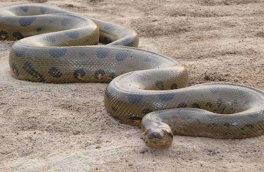 Самая большая змея в мире картинки