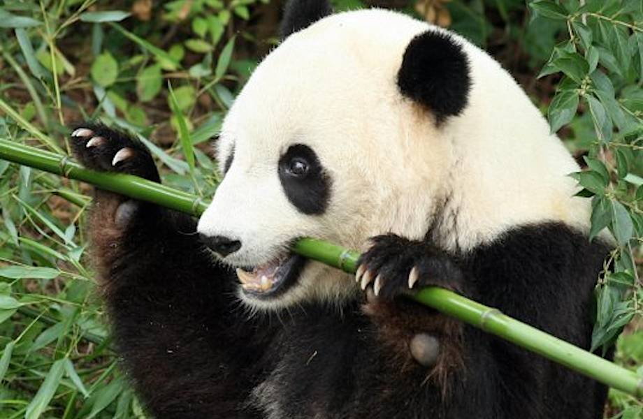 Большая панда больше не является вымирающим видом! 