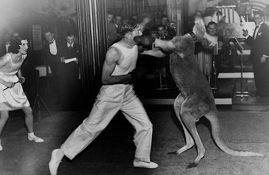 Бокс с кенгуру в фотографиях 20-го века 