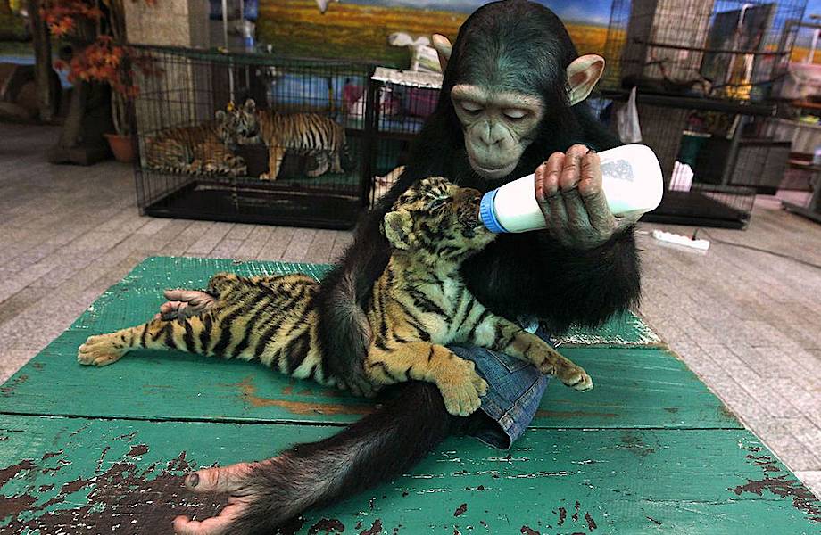 14 любопытных и трогательных фото о том, что чужих детей не бывает... даже у животных