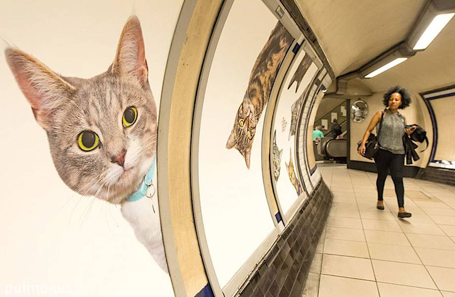На одной из станций лондонского метро всю рекламу заменили котиками 