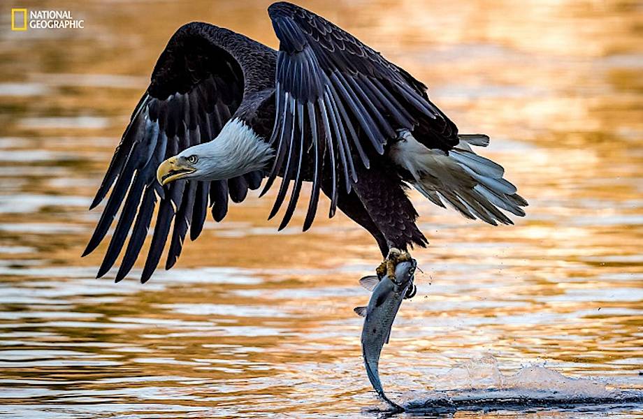15 незабываемых снимков дикой природы с конкурса National Geographic Nature Photographer of the Year