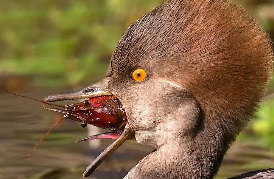 7 забавных и любопытных фото, о том как большой крохаль речных раков ловил 