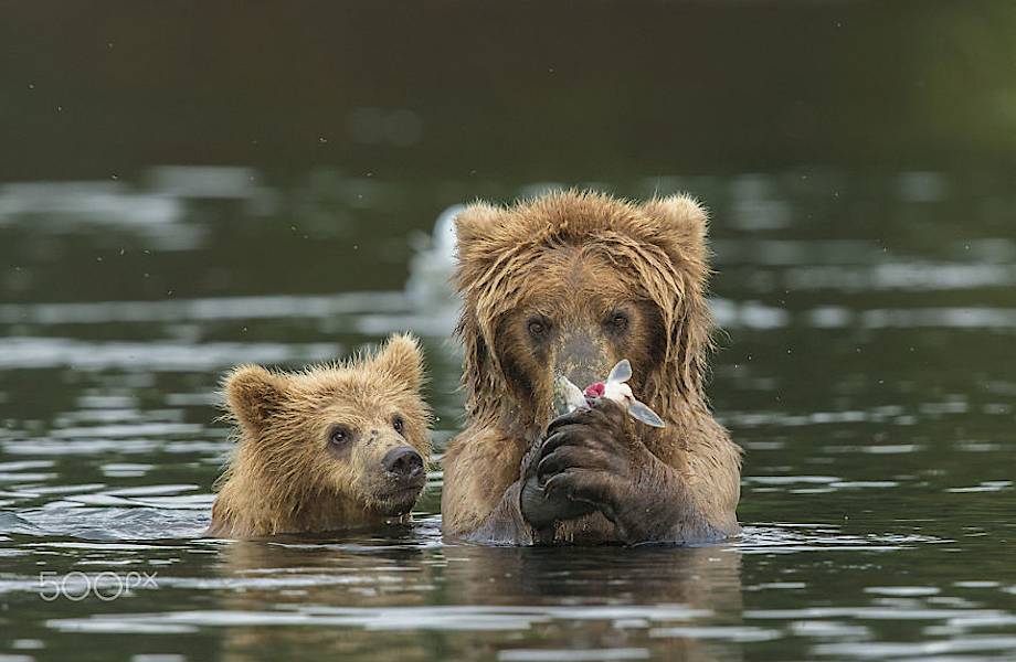 15 трогательных и милых фото о том, как медвежата учатся быть медведями