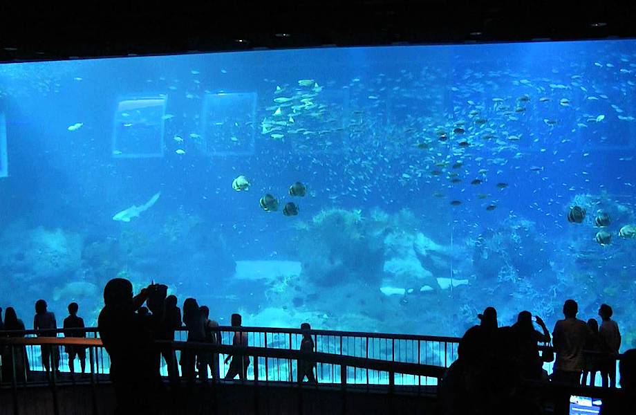 Восхитительный подводный мир: самый большой океанариум в мире