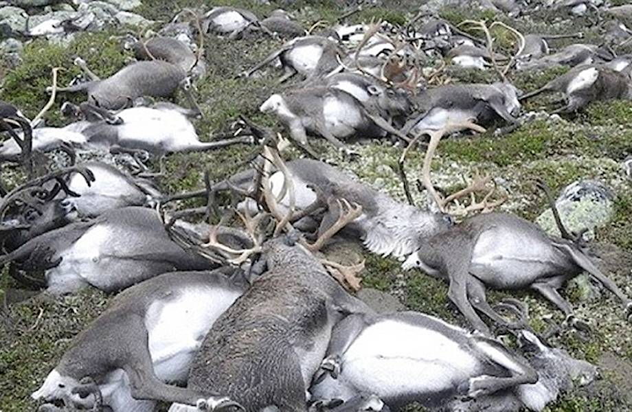 Недавно сотрудники норвежского парка обнаружили на поле сотни трупов оленей...