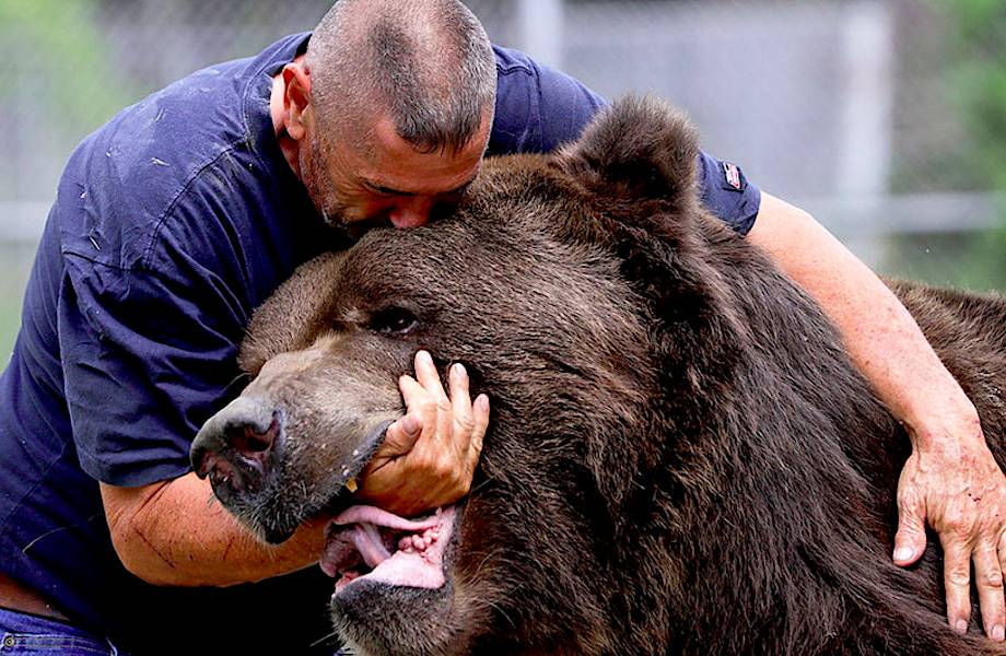 Дико голоден. Бурый медведь Кадьяк. Джим Ковальчик. Самый большой медведь Гризли.