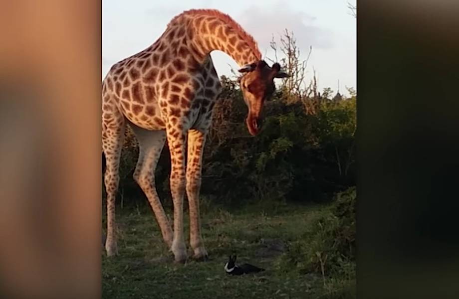 Самая необычная дружба двух невероятно разных животных — кролика и жирафа