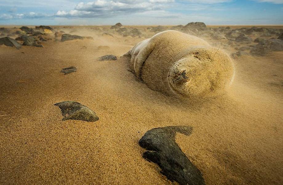 20 крутейших фотографий природы с конкурса National Geographic 
