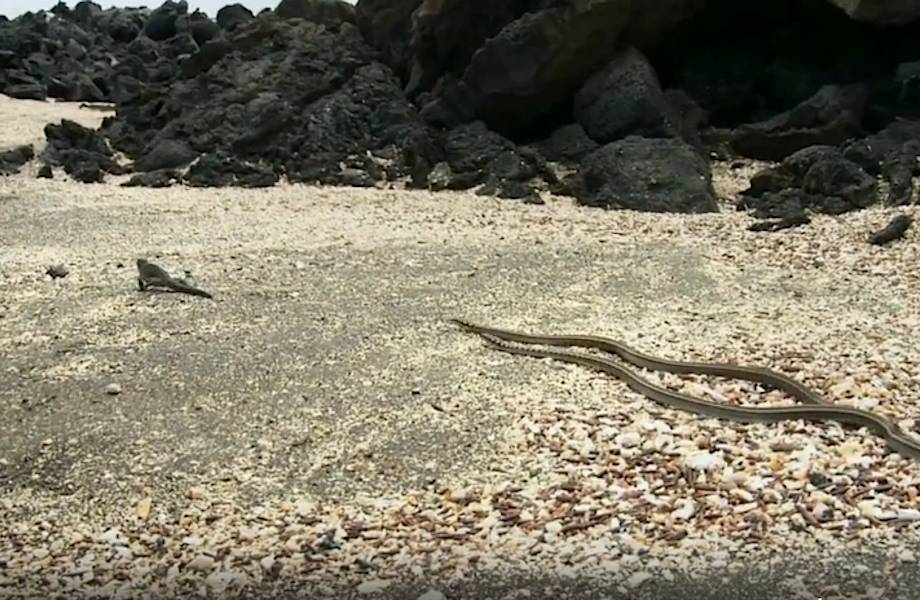 Игуана пытается убежать от десятка змей! Видео похлеще любого экшена!