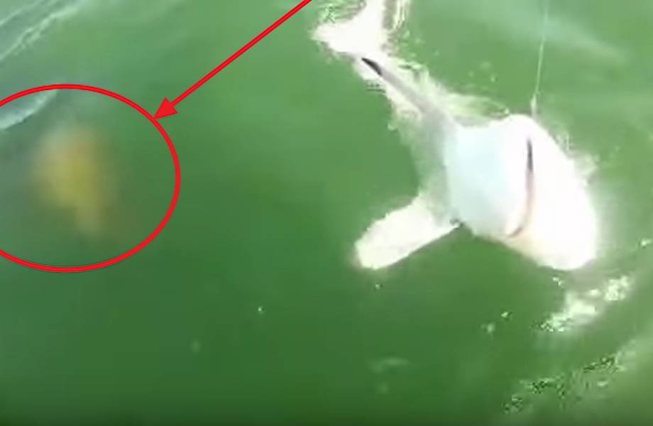Когда хищник становится жертвой: гигантский окунь заглотил акулу целиком!