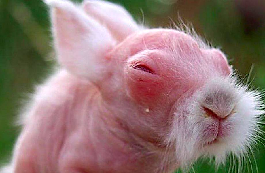 24 мозговзрывательных фото животных, лишившихся своей роскошной шевелюры 