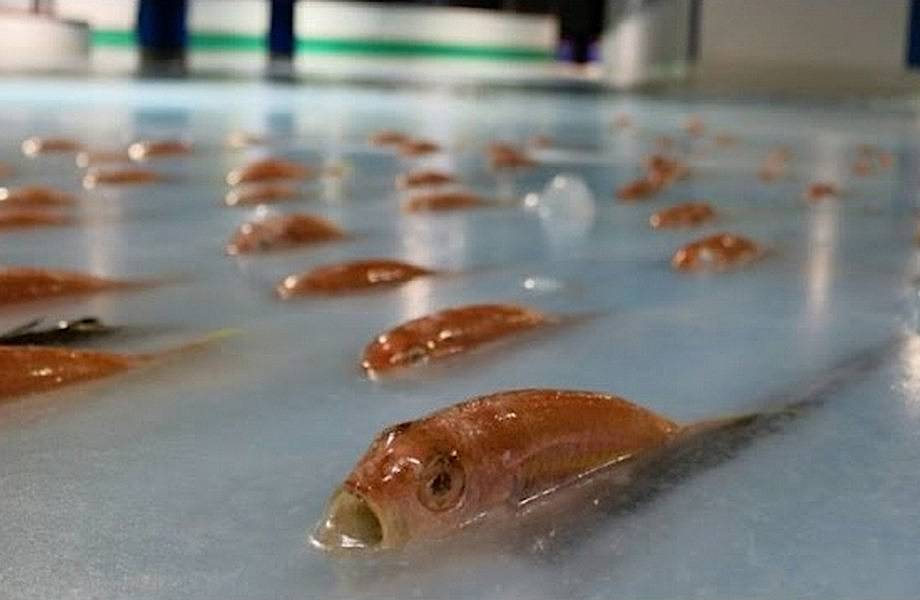 Ужасающее развлечение в Японии — каток из нескольких тысяч замороженных рыб!