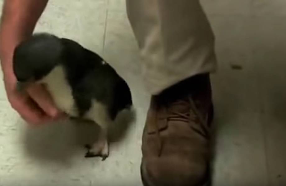 Ты будешь долго смеяться, когда увидишь, что будет, если пощекотать пингвиненка!