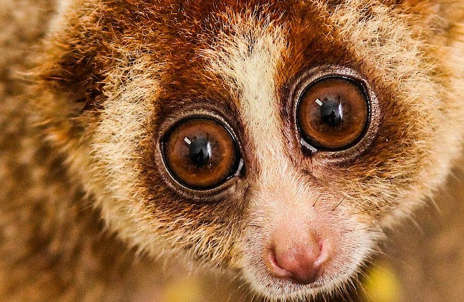 10 поразительных созданий, прячущихся в тропических лесах Брунея 