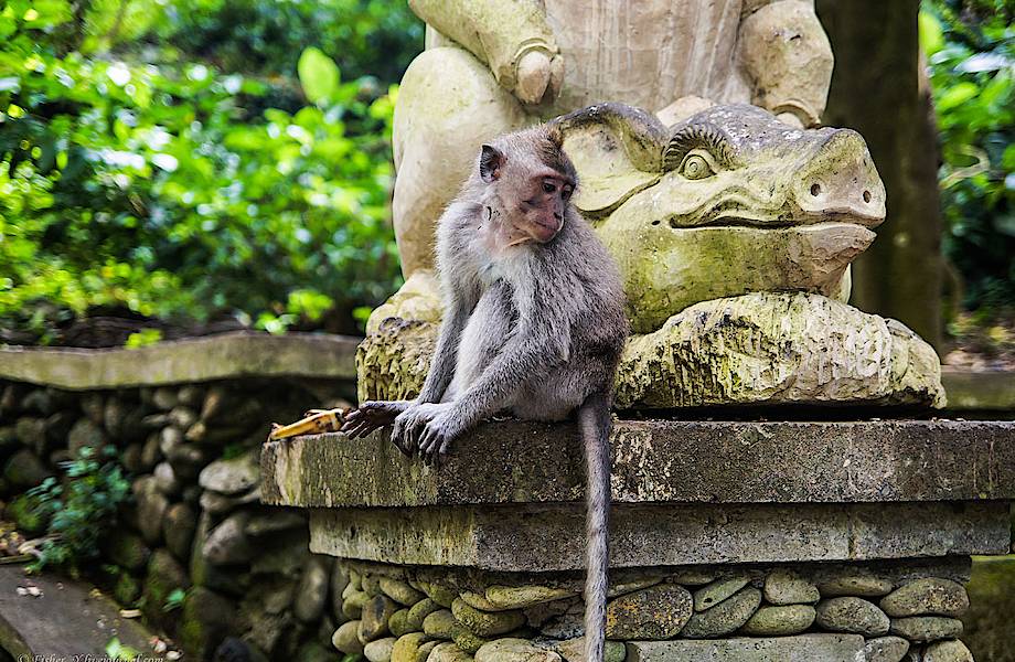 Бали. Лес обезьян