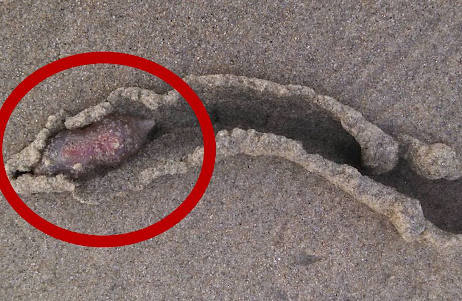 Массовое нашествие странных существ на пляжах Калифорнии