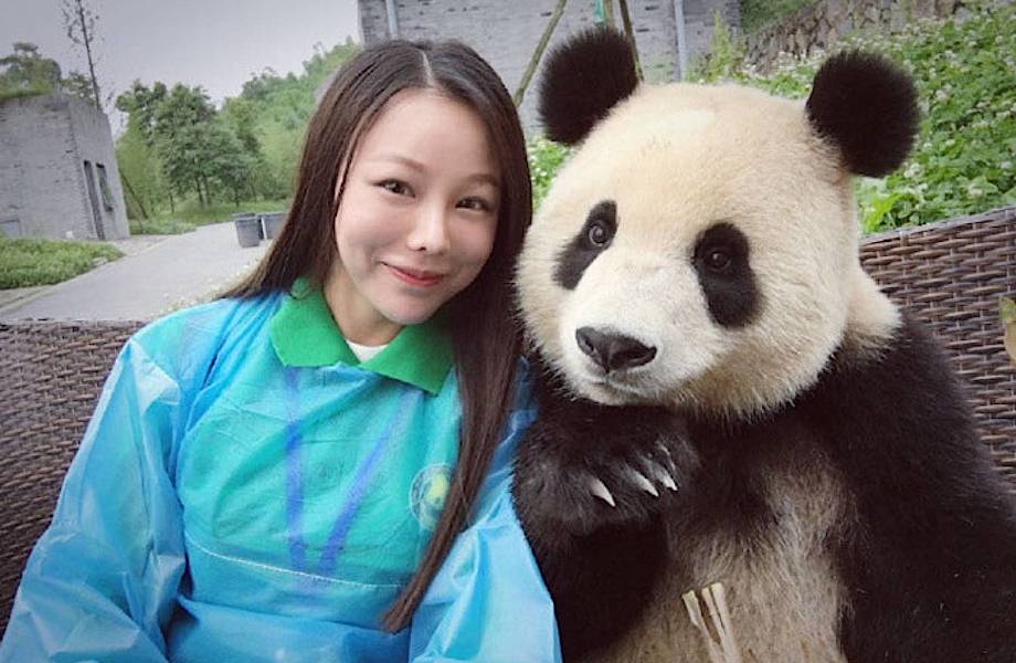 Эта гигантская панда — настоящий гуру селфи. Учись, как надо фотографировать себя! 