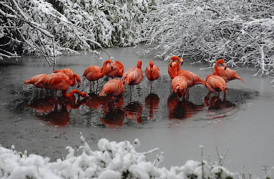 28 забавных кадров о сложных взаимоотношениях животных со снегом