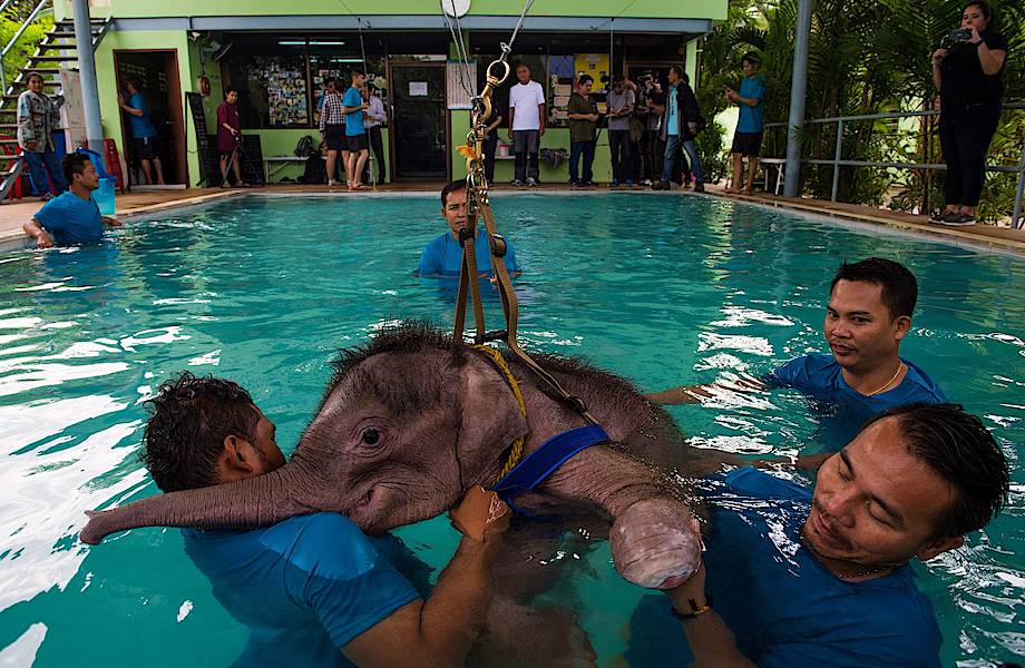 Как в Таиланде учат заново ходить несчастных маленьких слонят, попавших в капканы