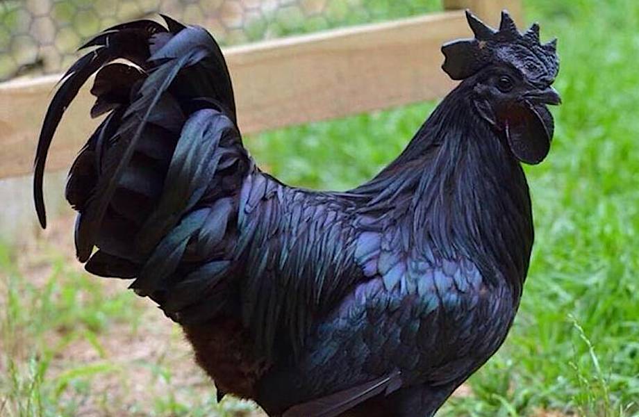 Эти редкие «готические» куры на 100% черные от перьев до внутренних органов и костей!
