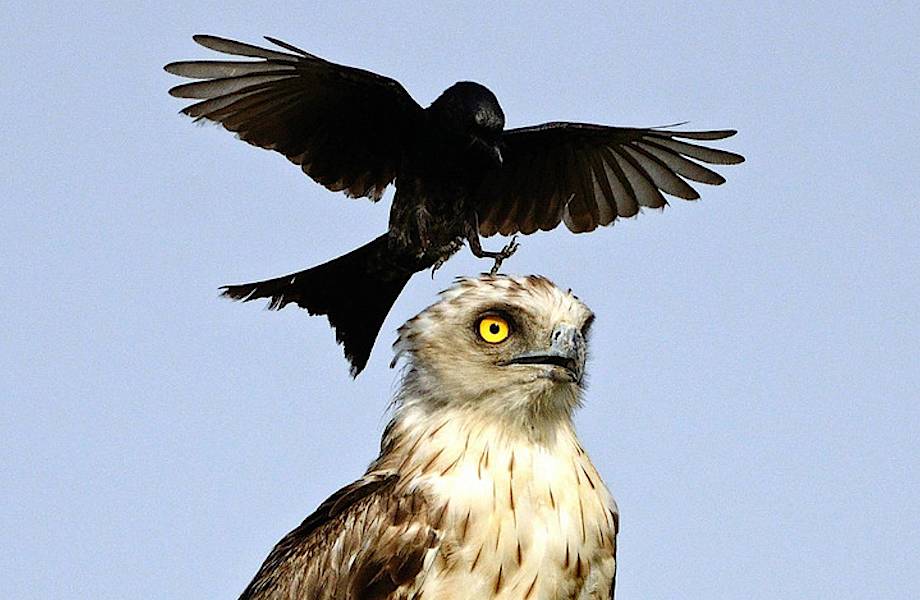 Назойливая ворона сводит орла с ума, снова и снова приземляясь ему на голову