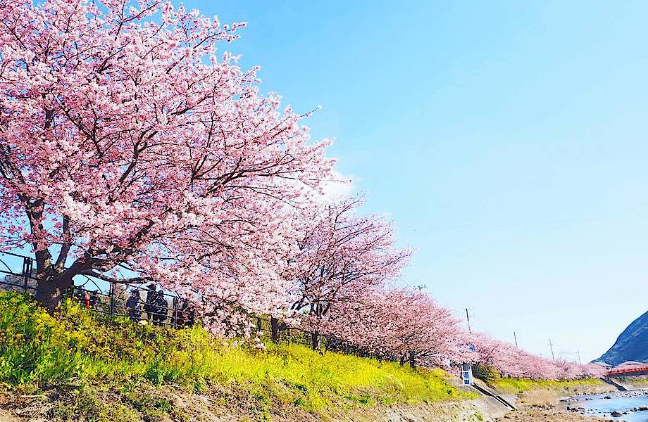 Несравненная красота: в японском городке уже расцвела сакура!