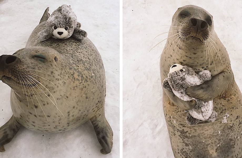 Тюленю подарили маленького игрушечного тюлененка и теперь он постоянного его обнимает