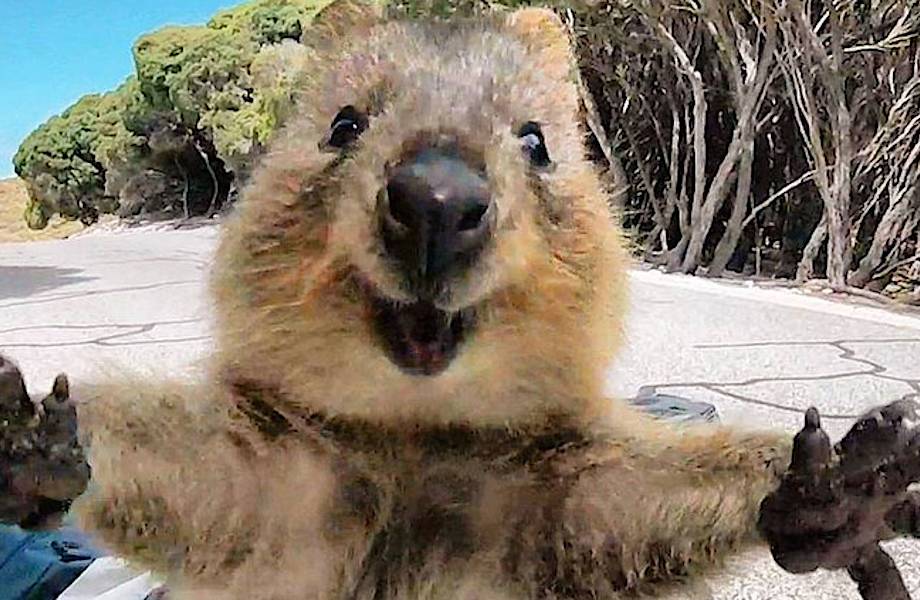 10 уморительных фото, доказывающих, что квокки — самые счастливые животные в мире